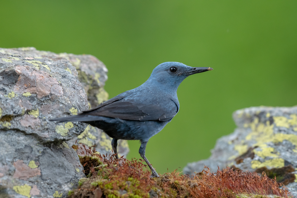 Birds