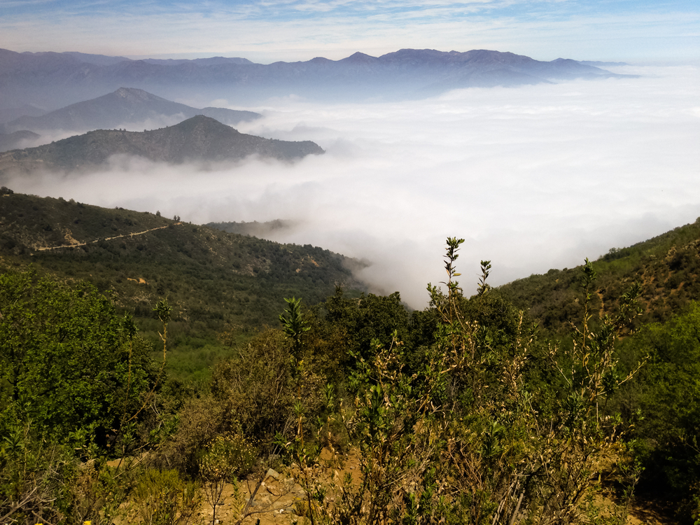 Bosque de Fray Jorge National Park