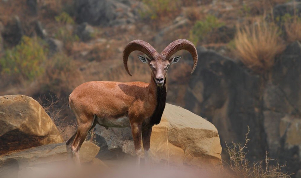 Chinji National Park