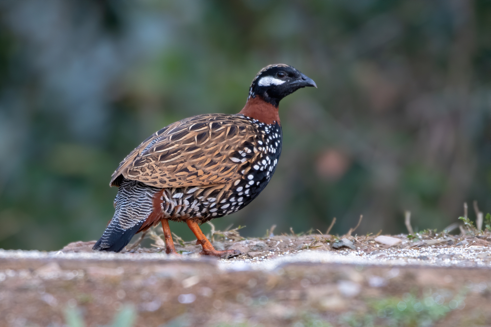 Deva Vatala National Park
