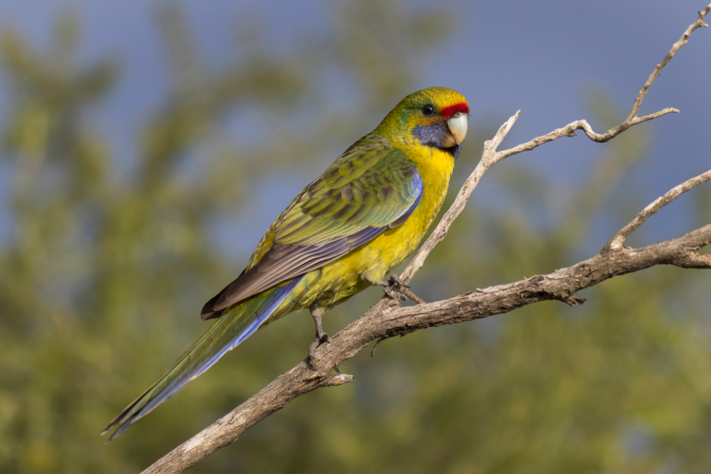 Birds