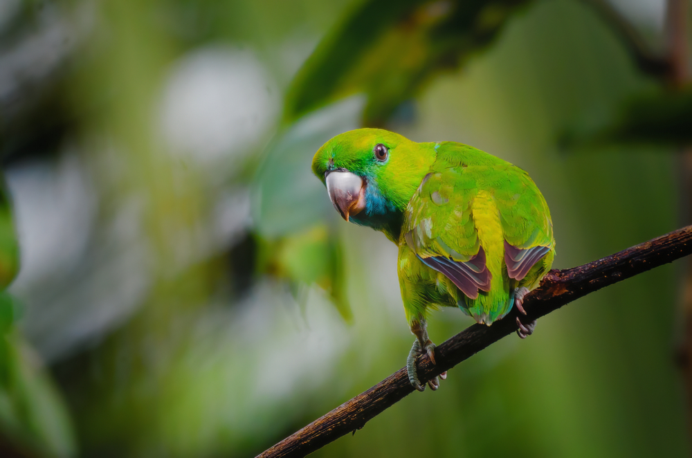 Birds