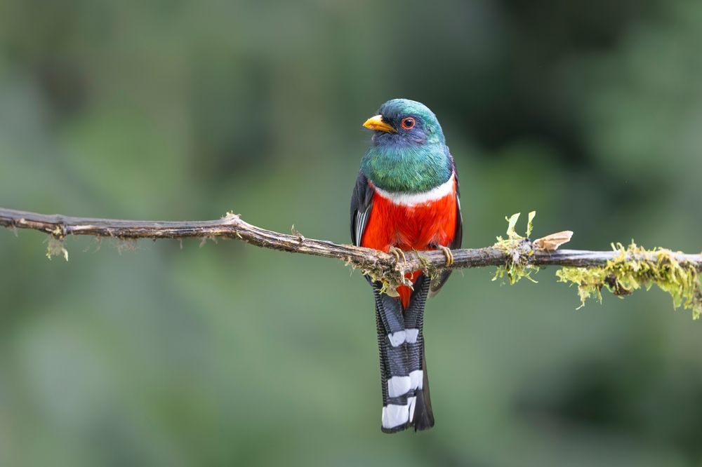 Birds