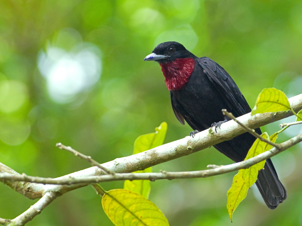 Birds