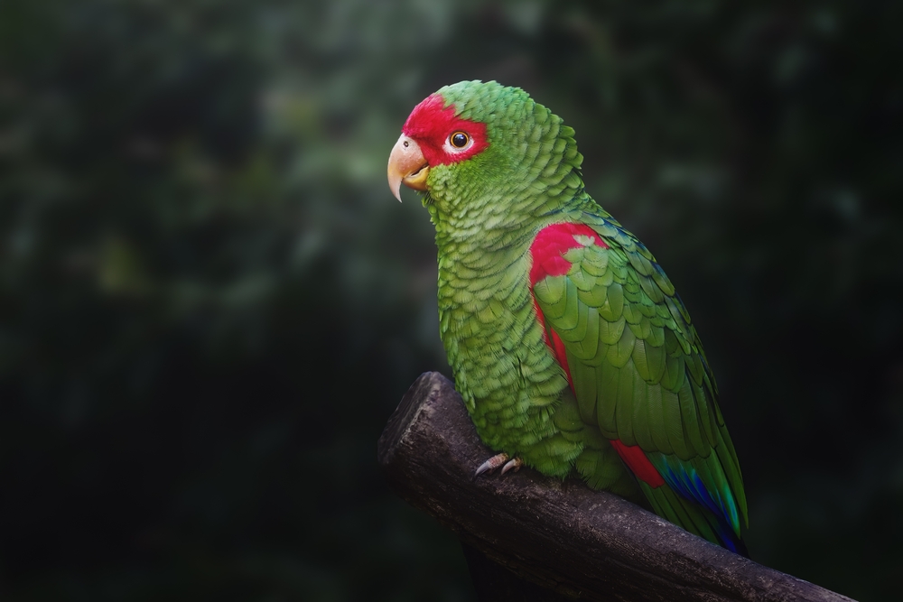 Birds