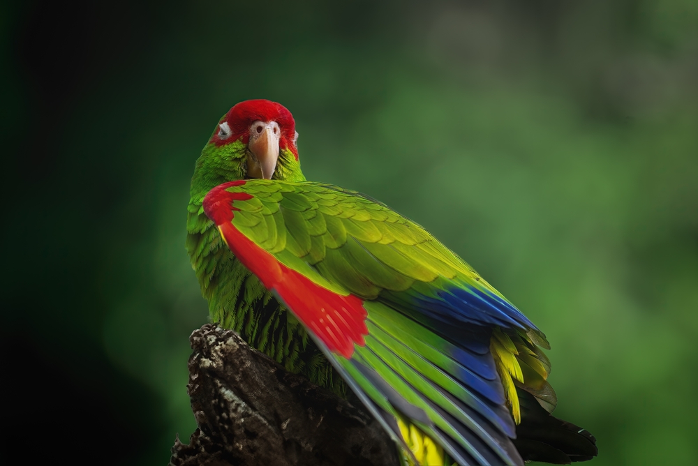 Birds