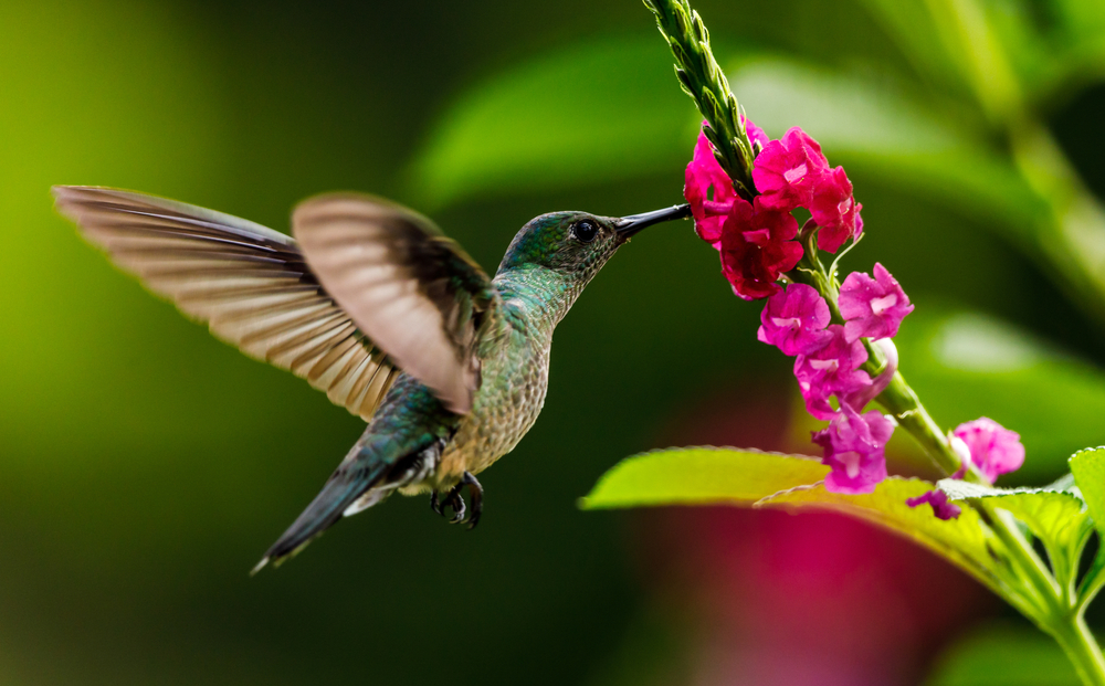 Birds