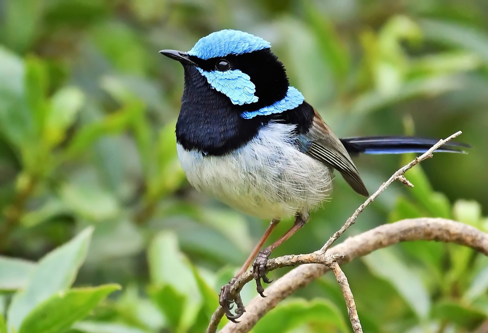 Birds