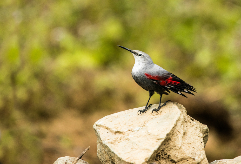 Birds