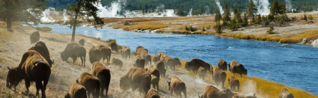 Yellowstone is 150 Years old: Birth of the National Park System