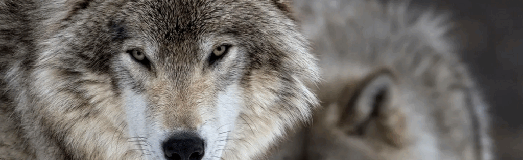 Yellowstone Wolves Killed by Hunters Reduces Population