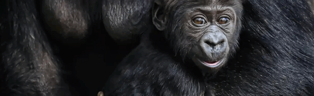 Lowland Gorilla Birth in Virunga