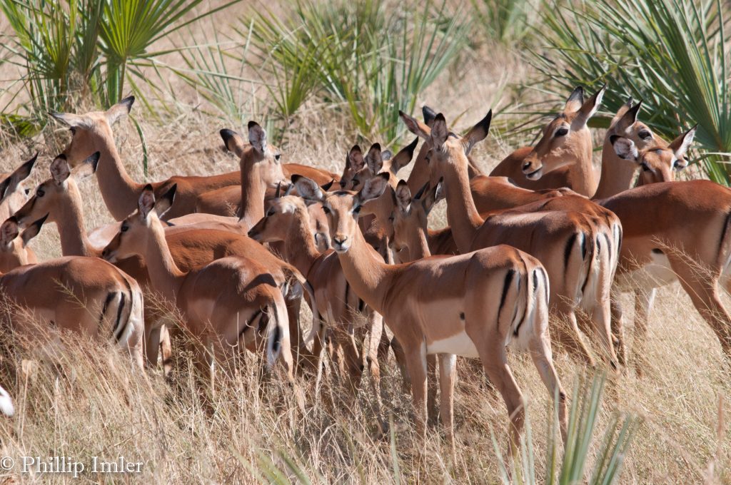 Mosi-oa-Tunya National Park