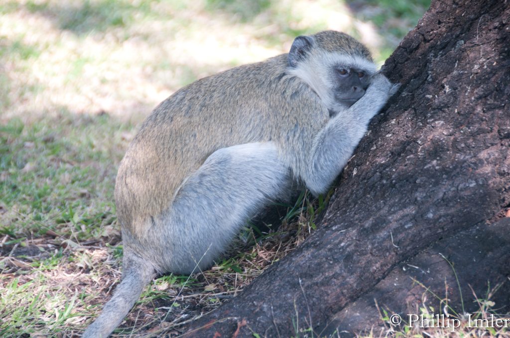 Mosi-oa-Tunya National Park