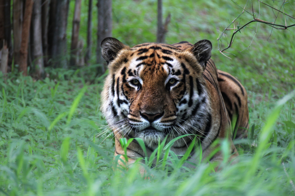 Bandhavgarh National Park