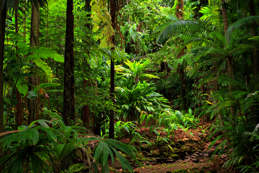 Daintree National Park
