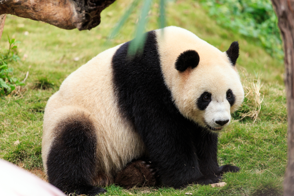 Giant Panda National Park