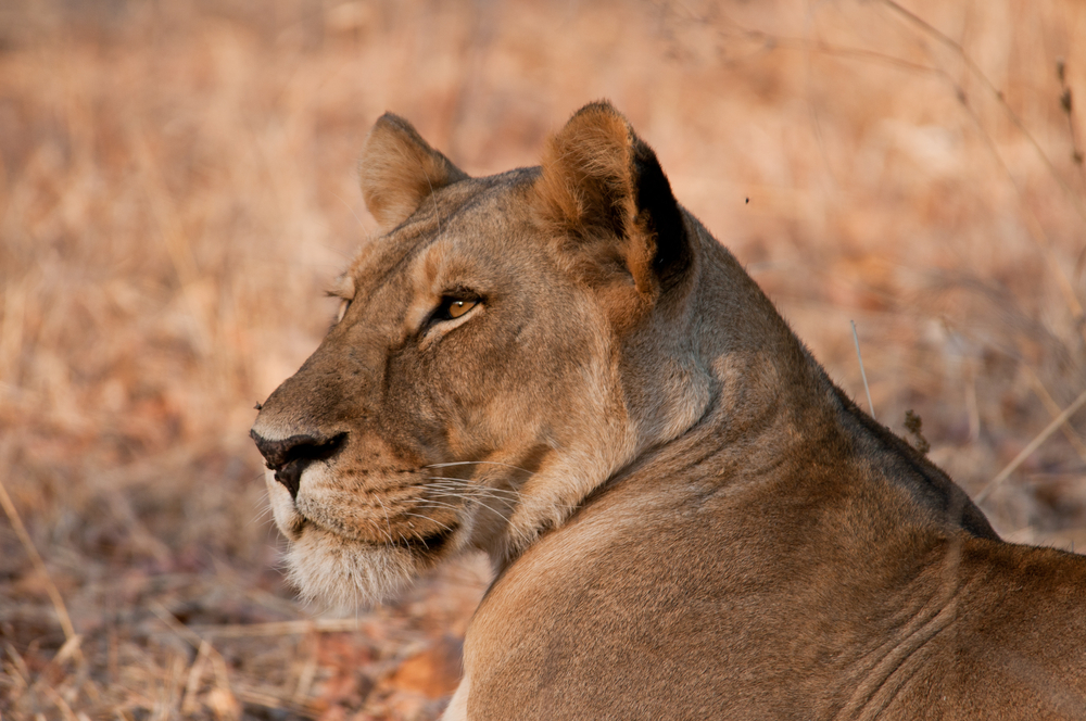Ruaha National Park