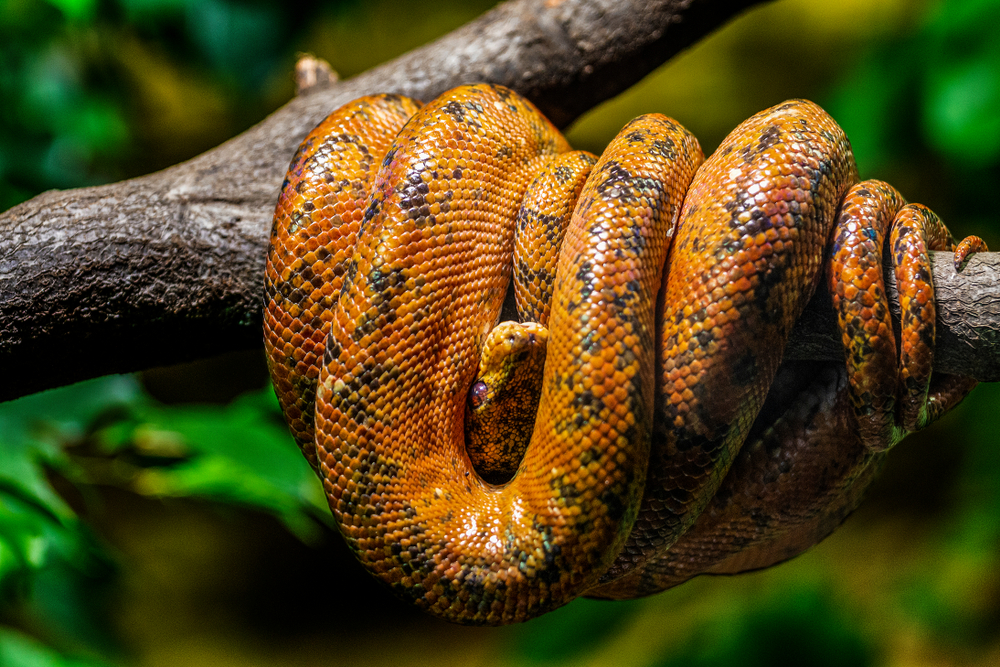 Tumucumaque Mountains