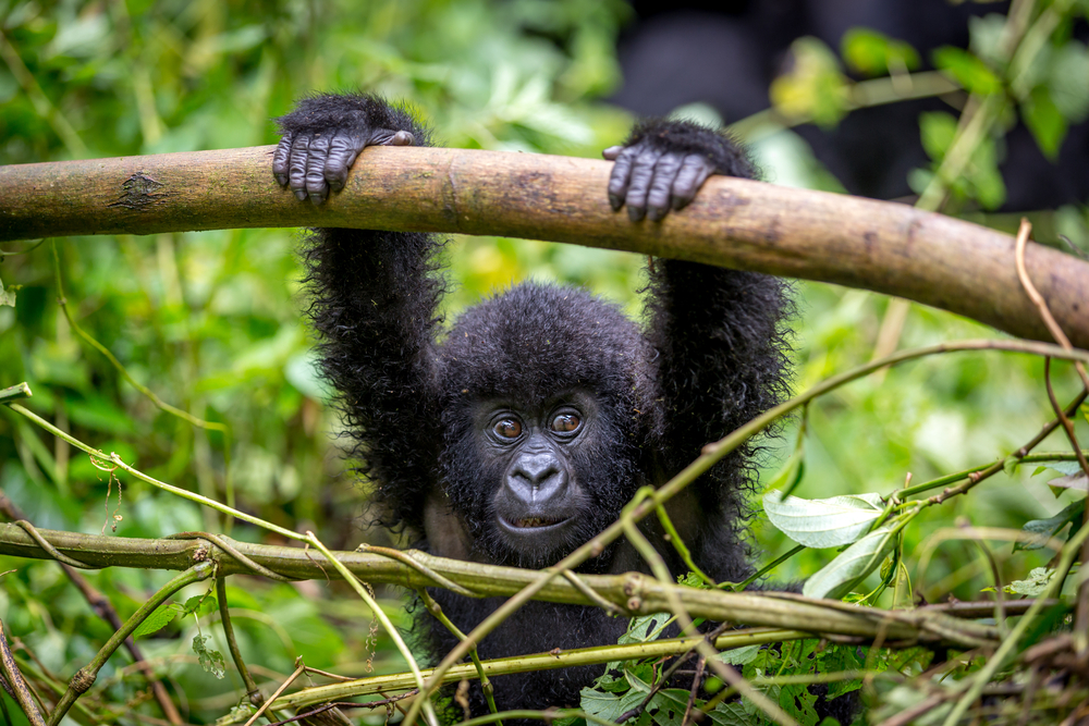 Virunga National Park