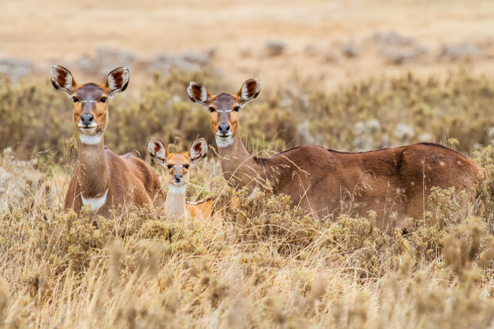 Bale Mountains National Park