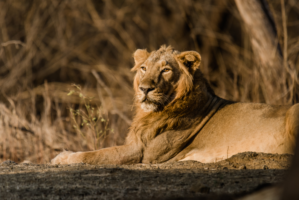 Gir Forest National Park