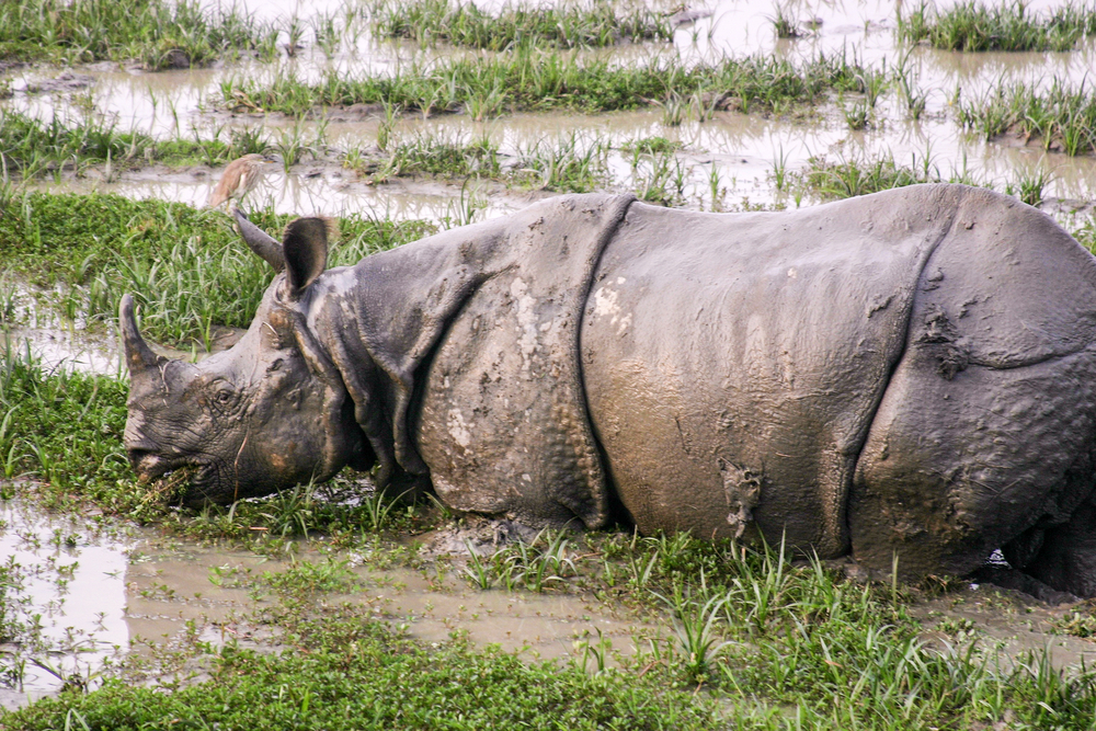 Kaziranga National Park