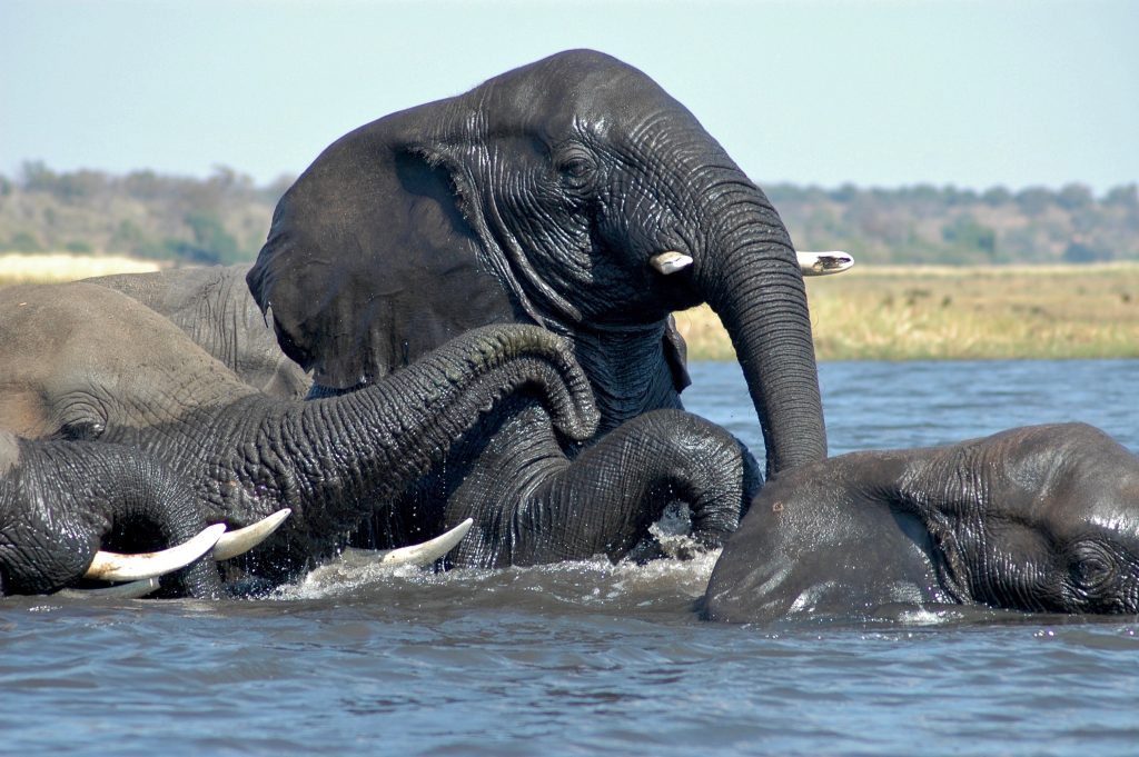 Chobe National Park