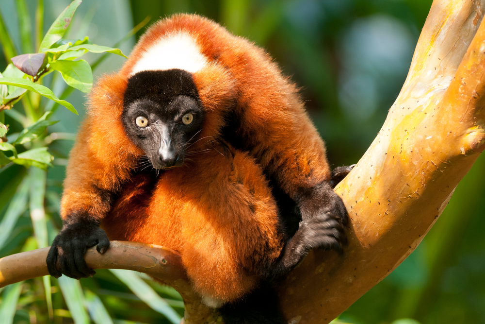 Masoala National Park