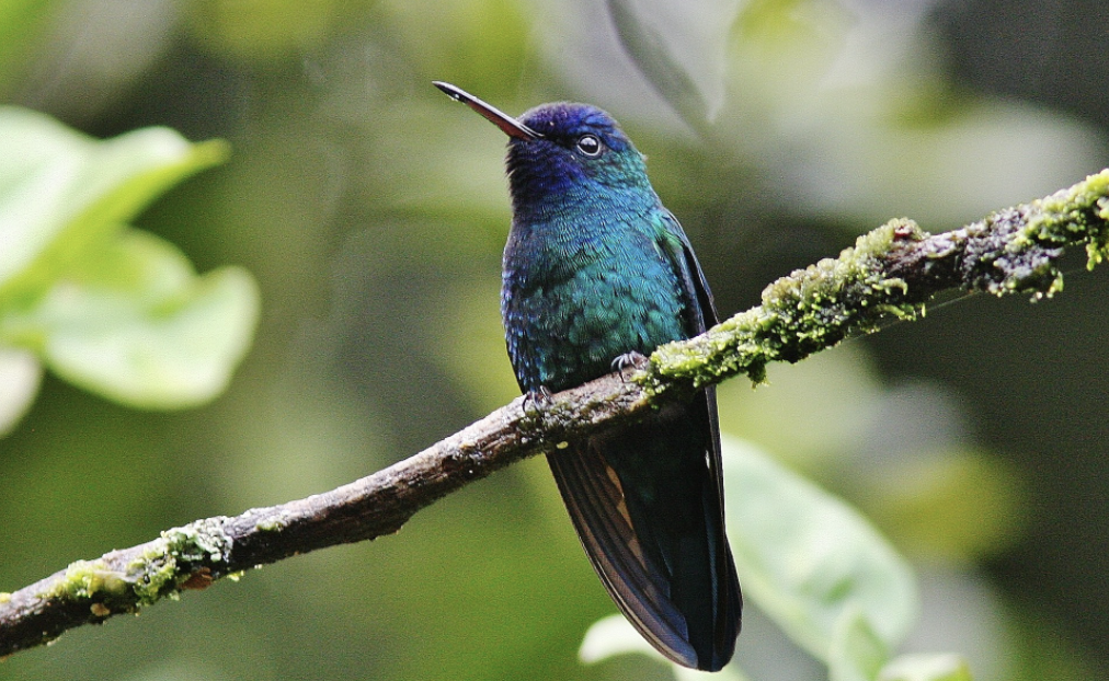 Morne Diablotin National Park