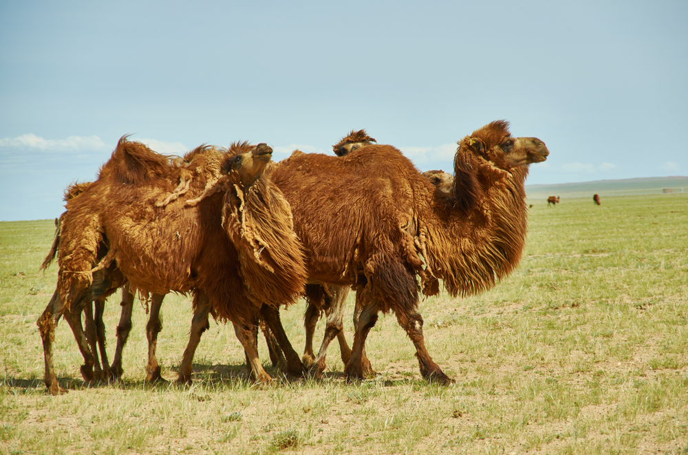 Gobi Gurvansaikhan National Park