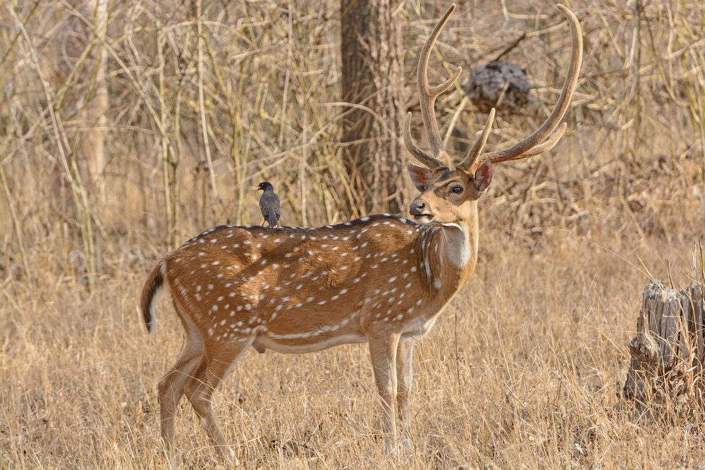 Nagarhole National Park