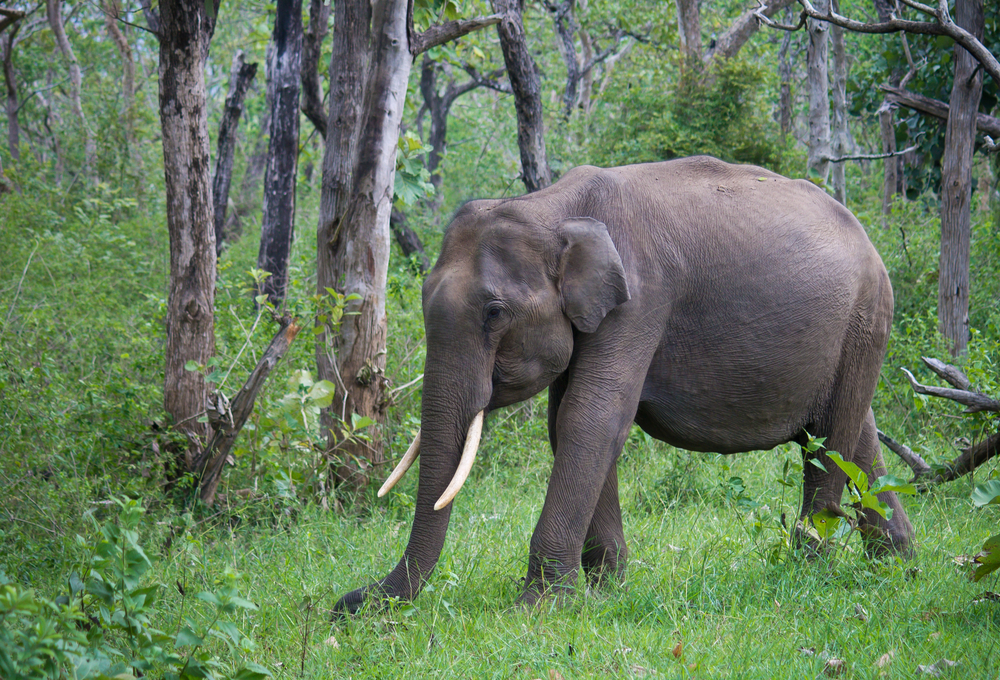 Nagarhole National Park