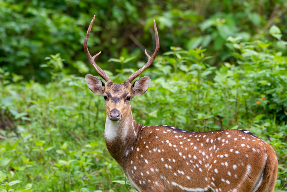 Nagarhole National Park