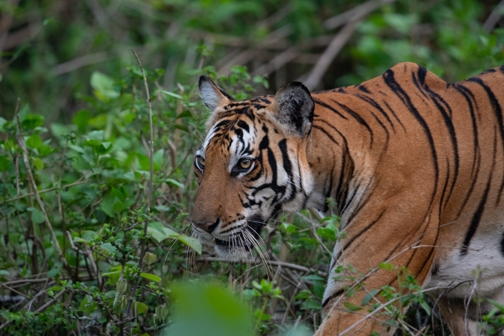 Nagarhole National Park