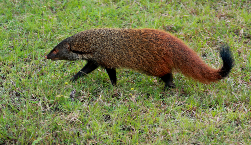 Nagarhole National Park