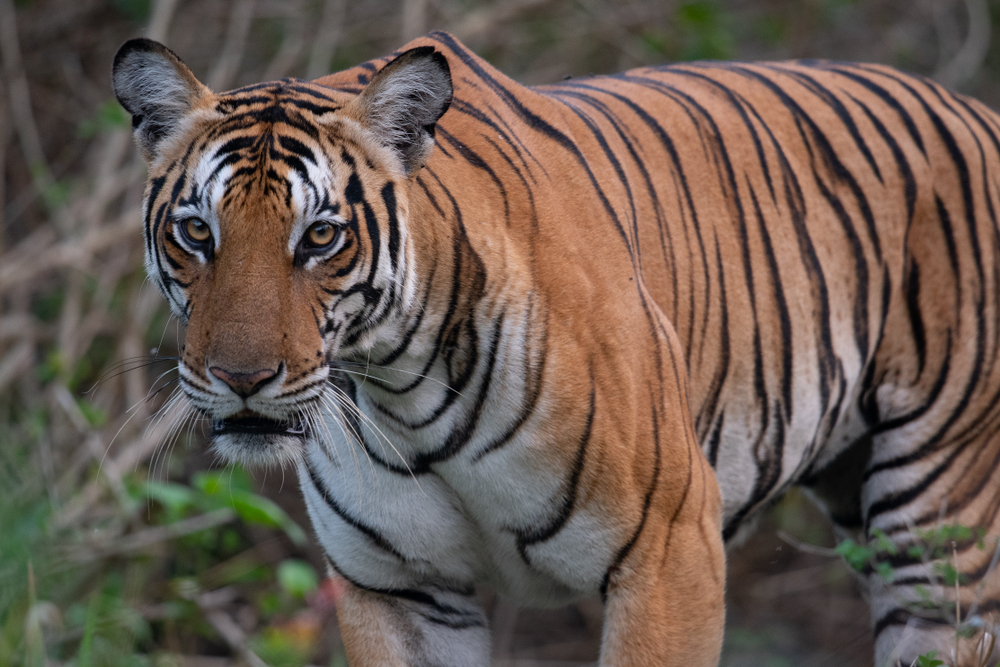 Nagarhole National Park