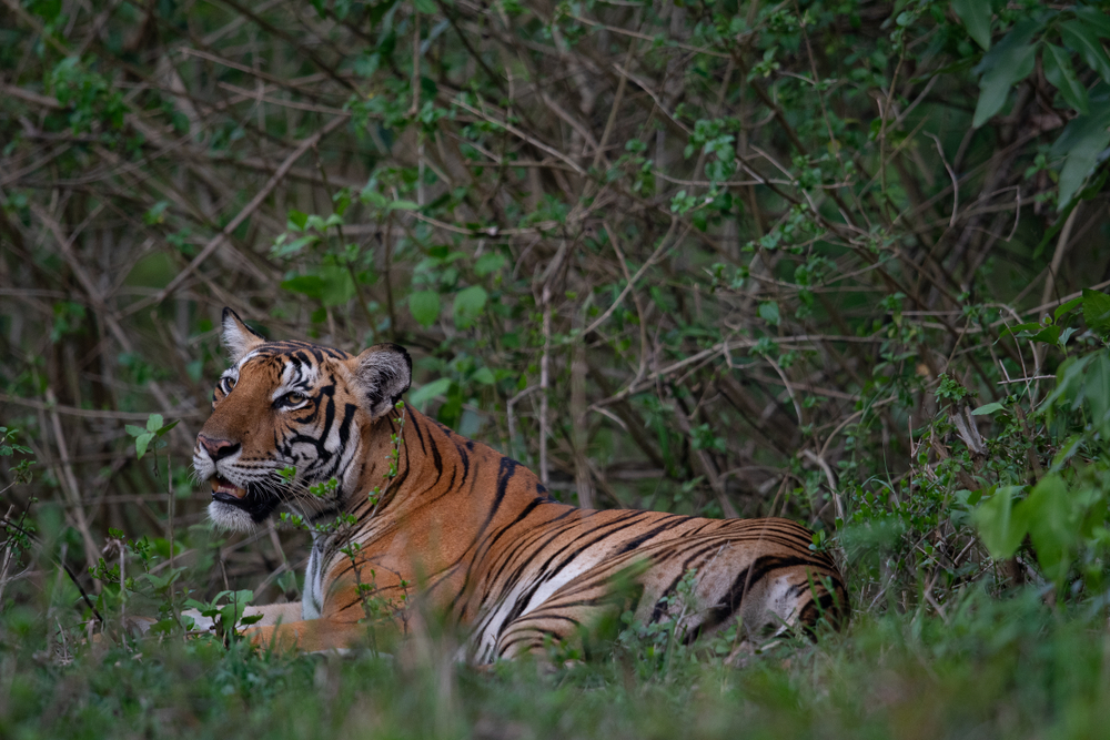 Nagarhole National Park