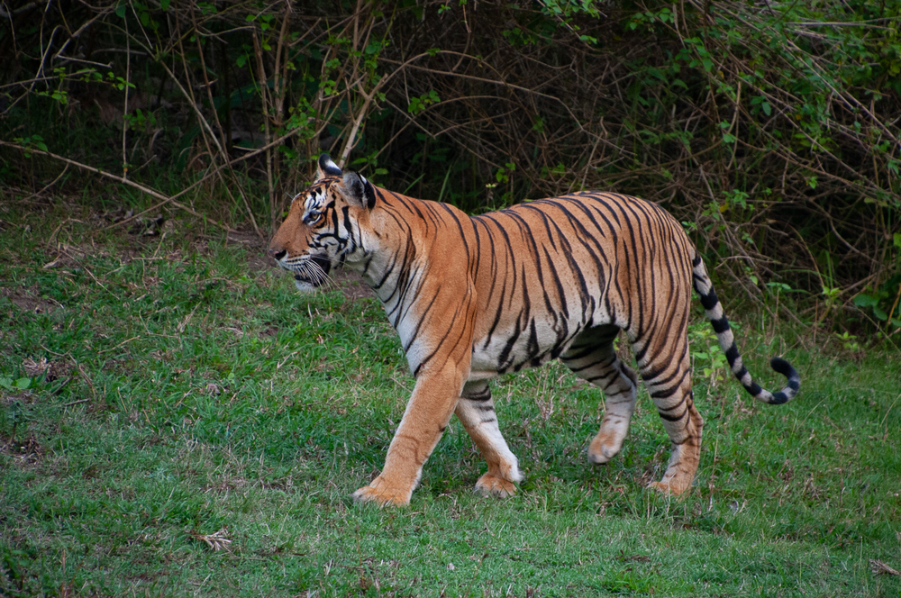 Nagarhole National Park