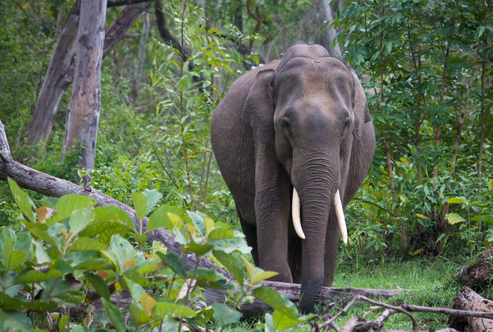 Nagarhole National Park