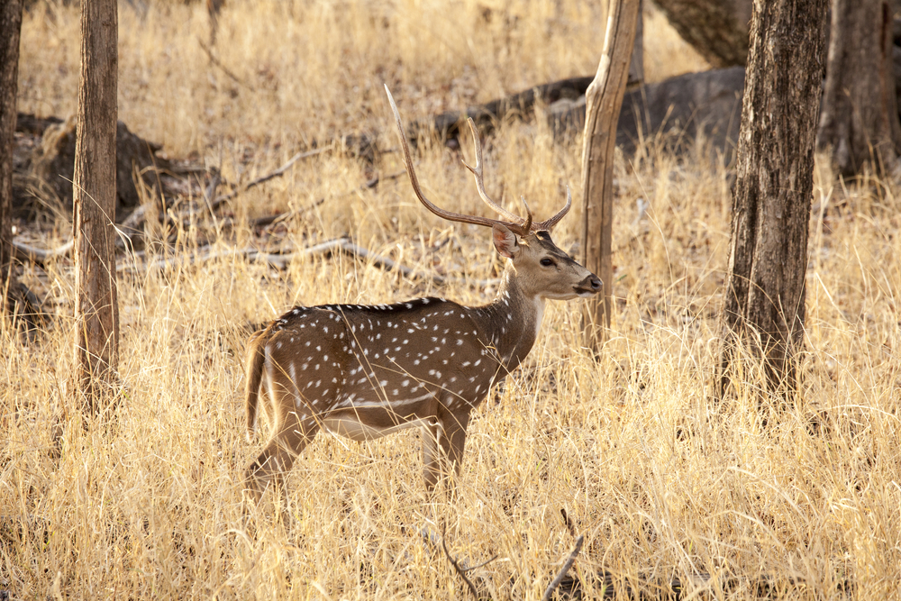 Pench National Park
