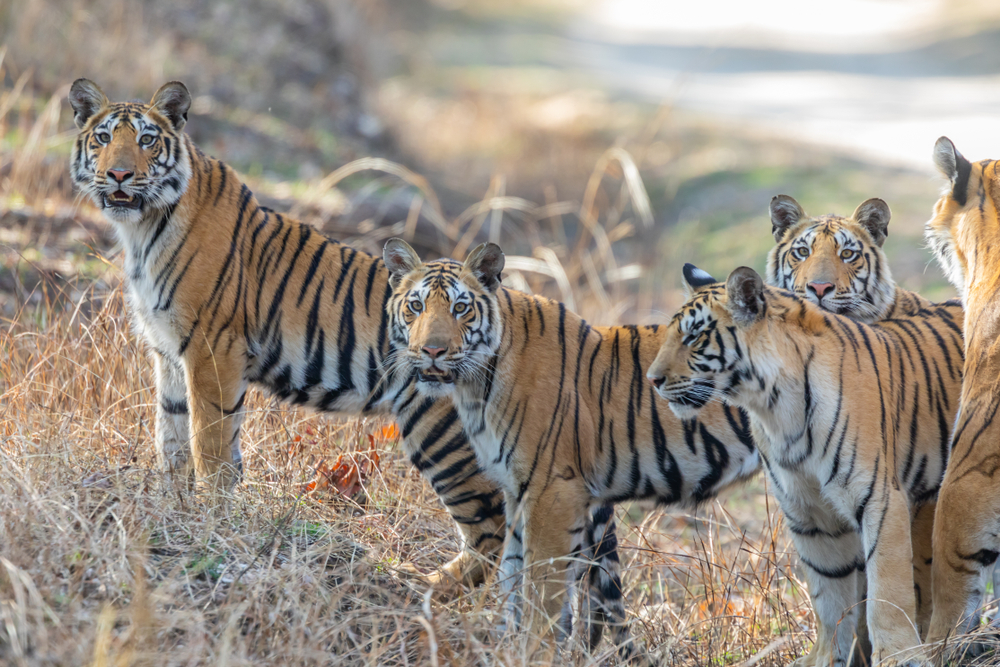 Pench National Park