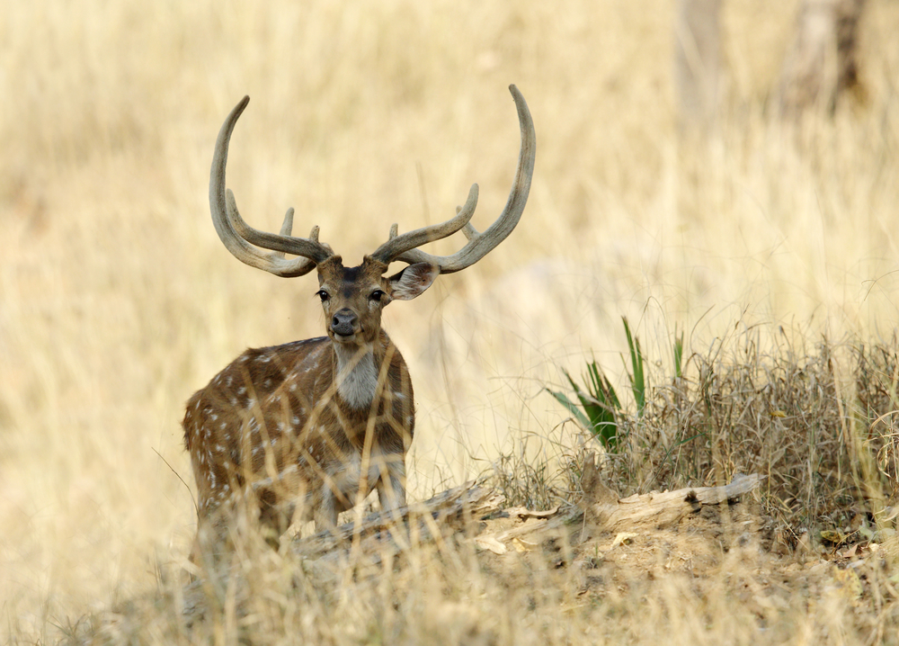 Pench National Park