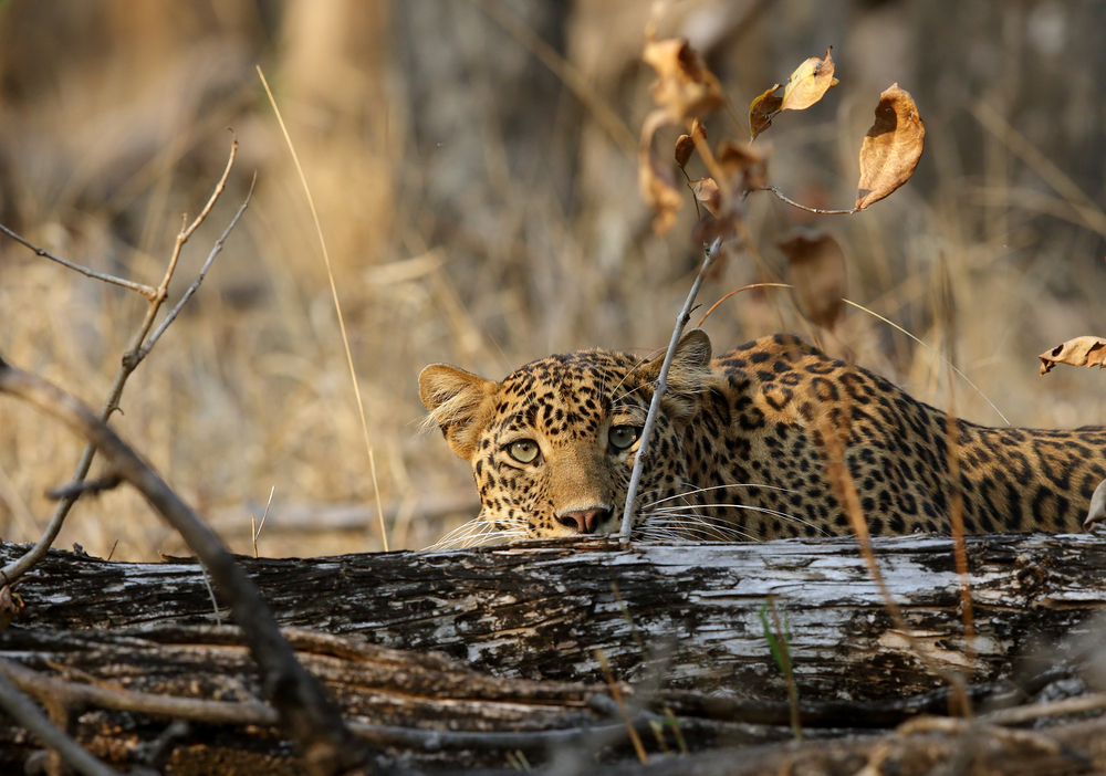 Pench National Park
