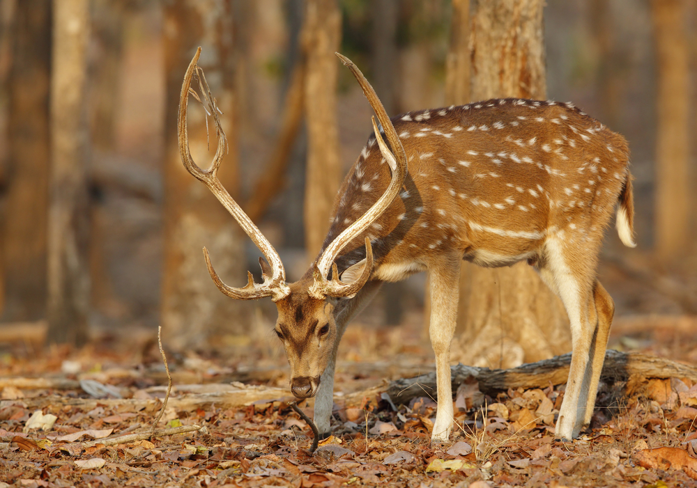 Pench National Park