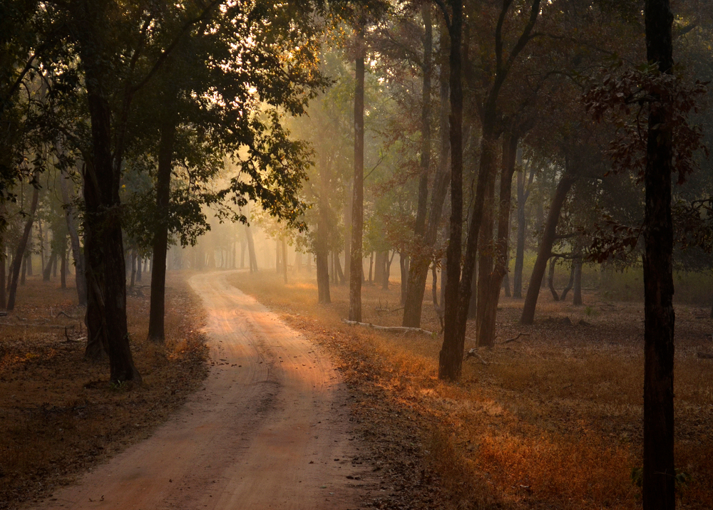 Pench National Park