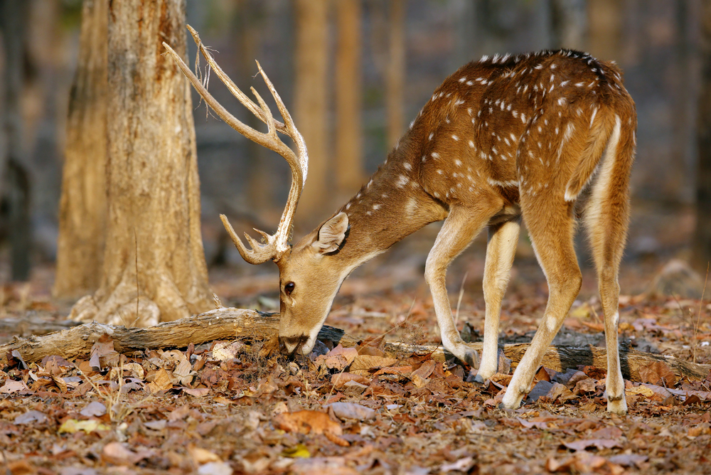 Pench National Park