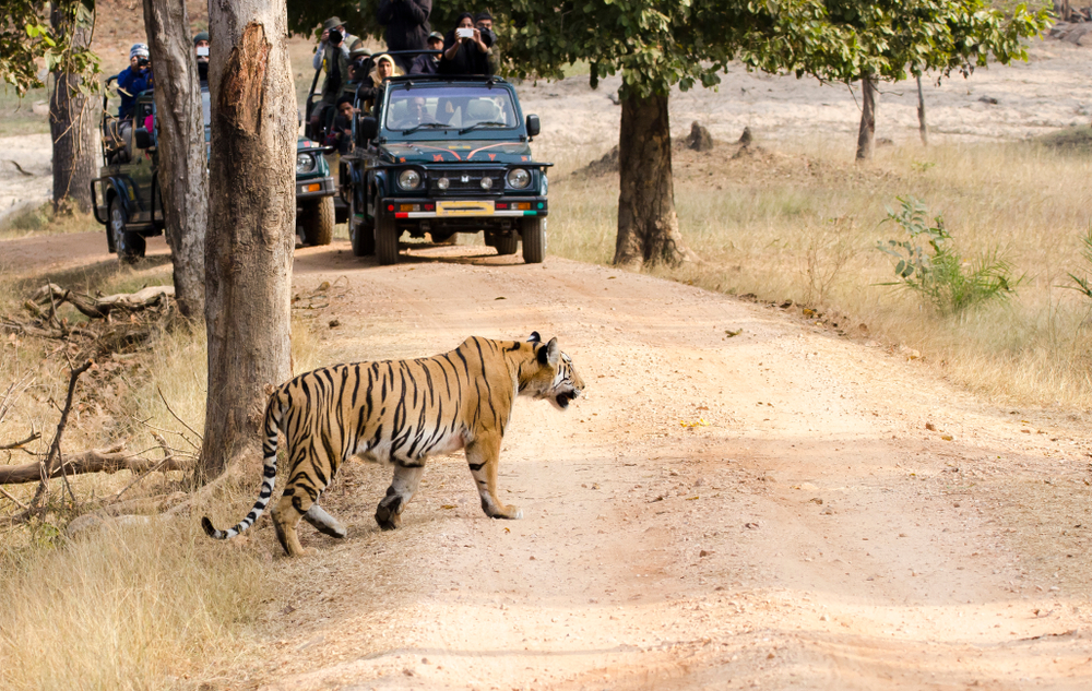Pench National Park