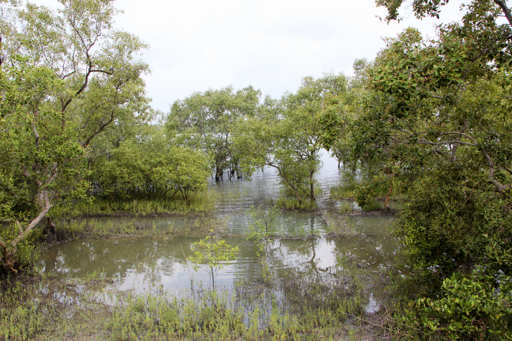 Sundarbans National Park