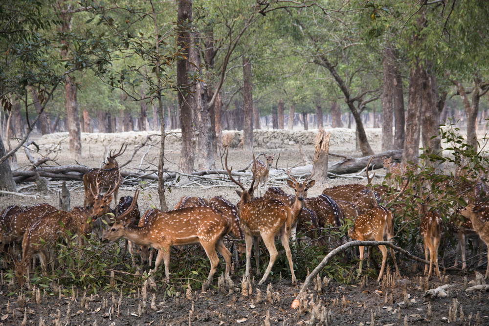 Sundarbans National Park